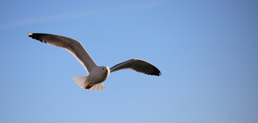 seagull soars freely in the sky with a wide wingspan
