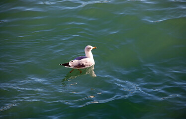 seagull floating in the Venetian lagoon water on the Giudecca Canal in Venice