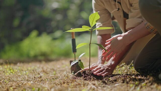 environment Earth Day In the hands of trees growing seedlings.couple hand holding tree on nature field grass Forest conservation.sustainable,Eco,earth day,green energy,love of nature and care concept