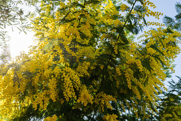 Blooming Mimosa tree in sprint 2024
