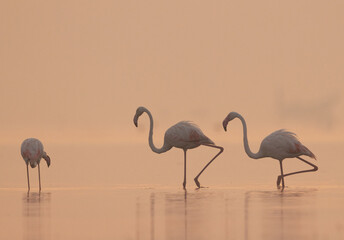 Greater Flamingos during sunrise and foggy morning at Bhigwan bird sanctuary, India