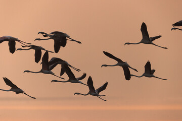 A flock of Greater Flamingos landing during sunrise at Bhigwan bird sanctuary, India