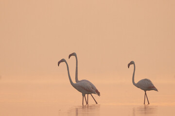 Greater Flamingos wading during sunrise at Bhigwan bird sanctuary, India