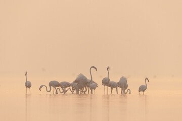 Greater Flamingos in the misty morning at Bhigwan bird sanctuary, India