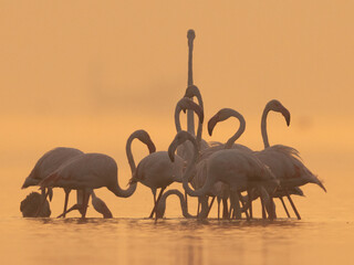 A flock of Greater Flamingos during sunrise at Bhigwan bird sanctuary, India
