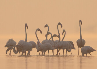 Greater Flamingos during sunrise at Bhigwan bird sanctuary, India