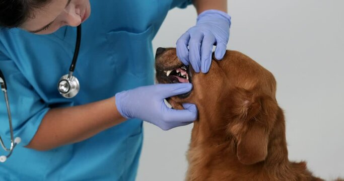 Close up of a female veterinarian in a blue uniform and gloves examining the teeth of a Golden Retriever dog at an appointment in a veterinary clinic. Plaque on a dog teeth, oral cavity treatment.