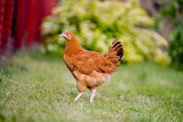 Young egg hens in an organic poultr farm, feeding on grass. Natural green background.