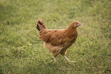 Young egg hens in an organic poultr farm, feeding on grass. Natural green background.
