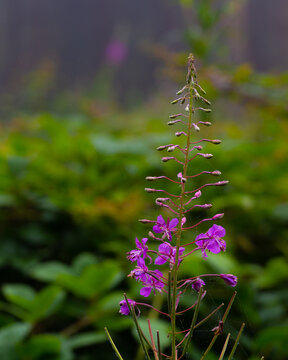 Chamaenerion angustifolium is a perennial herbaceous flowering plant in the willowherb family Onagraceae. It is known in North America as fireweed, in some parts of Canada as great willowherb.