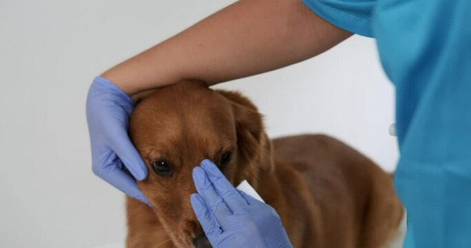 Close-up of a female veterinarian in a blue uniform and rubber gloves cleaning the eyes of a golden retriever dog with a cotton pad. Eye hygiene in dogs, worms. Caring for animals. Veterinarians Day.