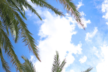 Beautiful texture of background with blue sky and palm leaves.