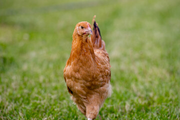 Young egg hens in an organic poultr farm, feeding on grass. Natural green background.