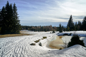 Snow-covered glade and coniferous forest in winter in the Jizera Mountains