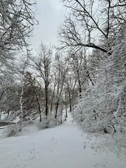 snow covered trees and trail