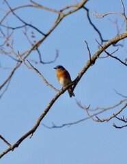 Missouri Bluebird on a branch