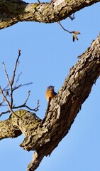 Blue bird peaking over a branch on a tree