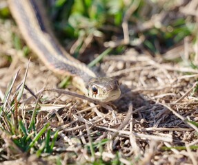 Snake in a midwestern field slithering through the grass