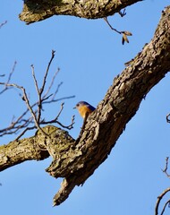 Blue bird hiding at top of tree branch 