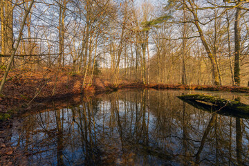 Wald, kleiner Teich mit herbstlichen Licht und Farben im März