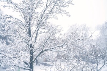 Snow covered backyard trees - Winter background, selective focus