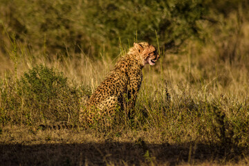 cheetah in the grass at sunset, kruger national park, south africa