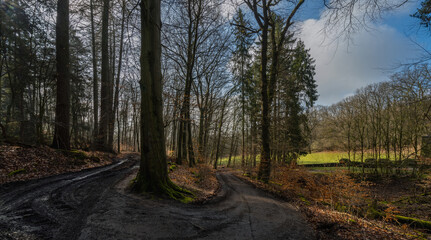 Fototapeta na wymiar Wald, Forst mit herbstlichen Licht und Farben im März