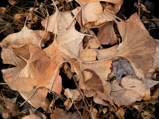 Herbstliche Blätter vom Ginkgobaum (Ginkgo biloba)