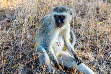 monkey sitting on the ground
