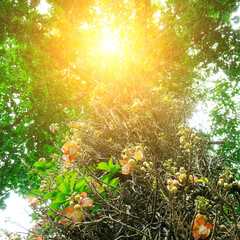 flower of the sacred Bo tree and sun.