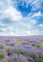 Obraz premium A field of blooming lavender and sky. Vertical photo