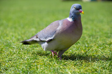 A bird named cushat, strolling through grass. Columba palumbus
