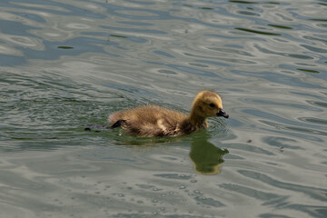 Cute little duckling swimmig through surface of lake.