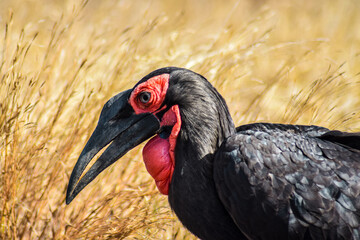 hornbill in the grass landscape of kruger national park, south africa