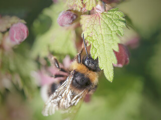European bee sucking pollen and nectar
