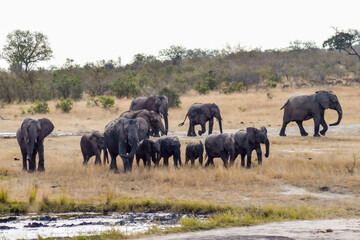 herd of elephants, kruger, south africa