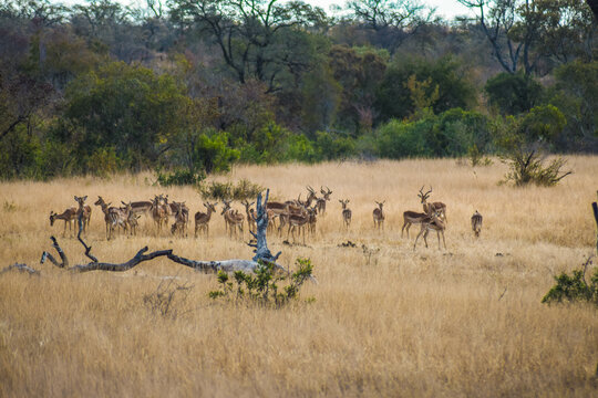 herd of antelopes, kruger, south africa