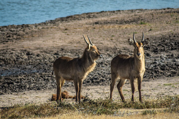 antelope in the wild, kruger, south africa