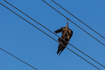 Dead body of common raven (Corvus corax) hanging on a cable.