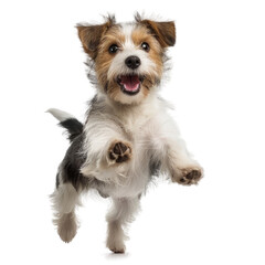 Happy Jack Russell Terrier Jumping Up. An excited Jack Russell Terrier jumping up, isolated on a black background, displaying joy and energy.
