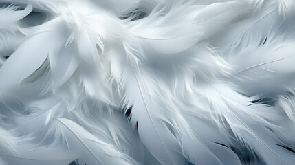 white feathers on a white background close-up