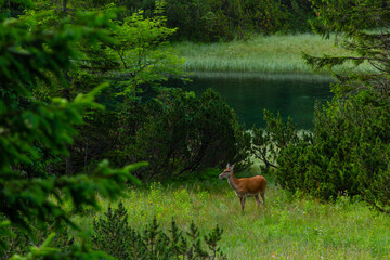 The red deer (Cervus elaphus) by the blue lake.
