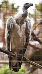 Griffon vulture or bird, branch and outdoors in nature with feathers, landscape or farm to hunt food. Wildlife, carnivore animal or prey in zoo environment with tress and grass in countryside