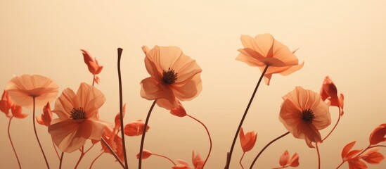 Minimalist Style Background with Warm Toned Floral Shadows