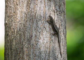 Wall lizard but shooted on a trunk in one of park in Venice Italy.
