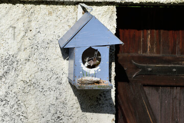 bird in the blue house 6