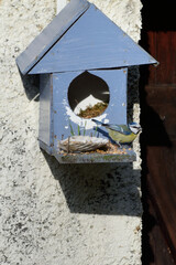 bird in the blue house 5