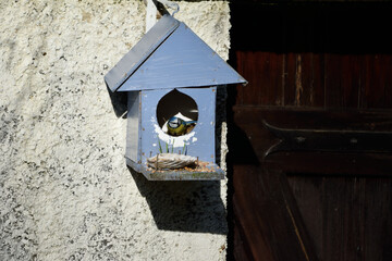 bird in the blue house 9