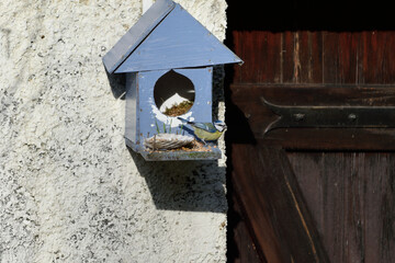 bird in the blue house 4