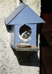 bird in the blue house